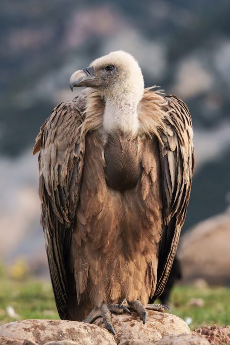 Odèn, Lleida 11-2025